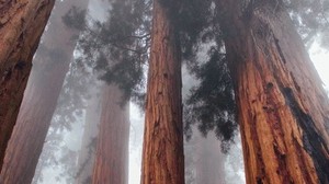 trees, bottom view, fog, trunks, bark, forest