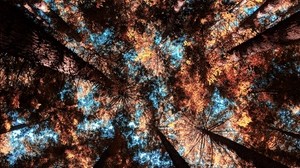 树木，底视图，树枝，秋天 - wallpapers, picture