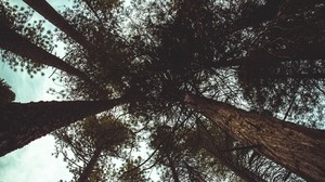 trees, bottom view, branches, trunks, sky, clouds