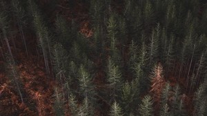 alberi, vista dall’alto, foresta, verde, vegetazione