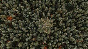 trees, top view, forest, ornament, green - wallpapers, picture