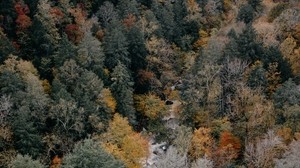 alberi, vista dall’alto, autunno, colori autunnali, cime