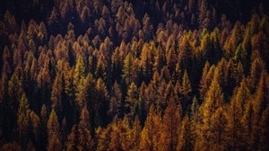 trees, top view, autumn, shadows, forest - wallpapers, picture
