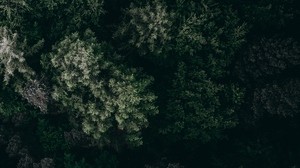 alberi, vista dall’alto, vegetazione