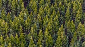 trees, top view, pine trees, forest - wallpapers, picture