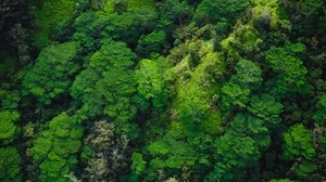 trees, top view, green, forest - wallpapers, picture