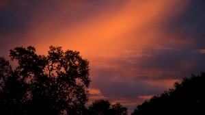 trees, sunset, sky, clouds, outlines, branches - wallpapers, picture
