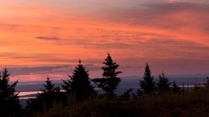 trees, sunset, sky, clouds, outlines