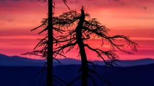 trees, sunset, silhouettes, sky, dark - wallpapers, picture