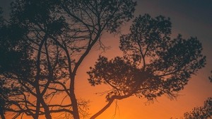 trees, sunset, branches, sky, los angeles, usa