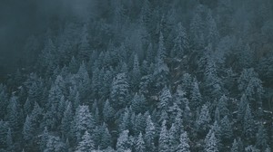 trees, snowy, fog, top view - wallpapers, picture