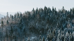 木、冬、森、トップビュー、雪