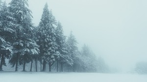 trees, winter, fog, snow