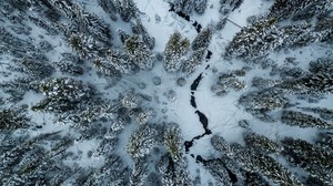 trees, winter, top view, snow, crack