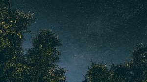 träd, stjärnhimmel, stjärnor, natt