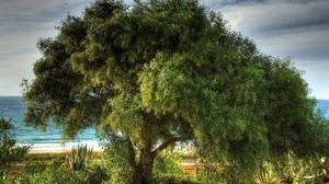 árbol, costa, mar, vegetación, corona