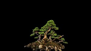 tree, bonsai, black background