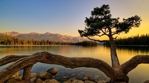 árbol, troncos, raíces, troncos, piedras, tarde, puesta de sol, lago