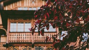 tree, house, leaves - wallpapers, picture