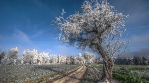 tree, road, hoarfrost, gray hair, cold, frost, november, field, grass, sky, blue, freshness