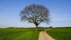 tree, road, field, bench, spring