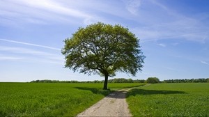 tree, road, shadow, field