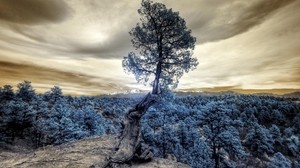 tree, photoshop, forest, hill, clouds - wallpapers, picture
