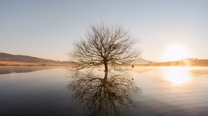 tree, horizon, water, sunset, branches - wallpapers, picture