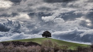 tree, hill, clouds, cloudy, sky, grass