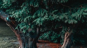 tree, conifer, evergreen, plant, green - wallpapers, picture