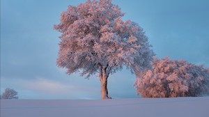 tree, hoarfrost, snow, winter, snowy