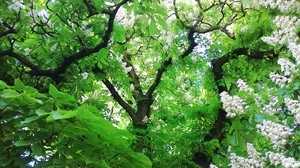 tree, chestnut, leaves, flowers
