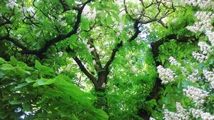 árbol, castaño, hojas, flores