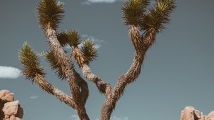 tree, prickly, plant, savannah, wildlife