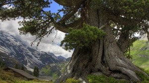 tree, spines, trunk, perennial, mountains, clouds, sky, house, freshness