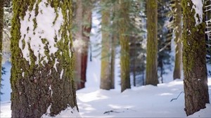 tree, bark, moss, snow - wallpapers, picture