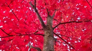 tree, red, branches - wallpapers, picture