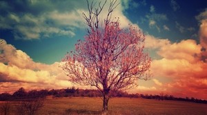 tree, crown, branches, landscape, clouds