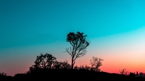 tree, bushes, shape, twilight, evening, sunset - wallpapers, picture