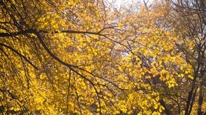 árbol, hojas, ramas, amarillo, otoño