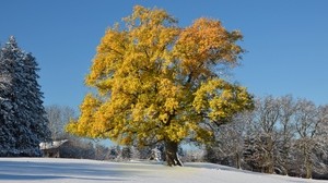 puu, lehdet, keltainen, talvi, kansi, lumi