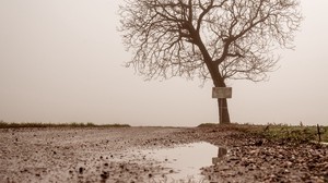 albero, pozzanghera, nebbia, riflesso, bagnato