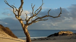 tree, dead, shore, bare, light, horizon