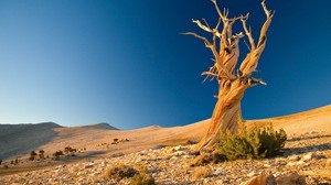 albero, morto, deserto, rami, plesso, pietre, arbusti, sabbia