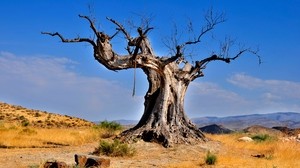 tree, dead, rope, desert, vegetation