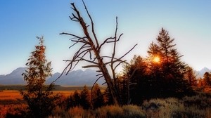 árbol, muerto, puesta de sol, tarde, ramas