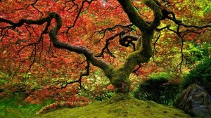 tree, moss, crown, sinuous, vibrant, colors