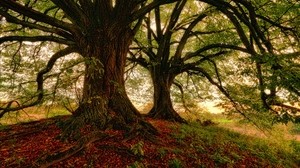 árbol, musgo, hierba, follaje