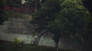 tree, gloomy, crown, pond
