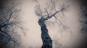 tree, gloomy, bottom, branches